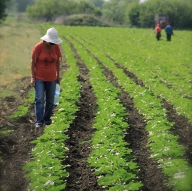 Organic farming in the Danube Delta - DELTA ORGANIC CROPS